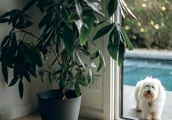 The Overthinker's Guide to Joy with Jackie de Crinis | Lessons I Learned from a Houseplant